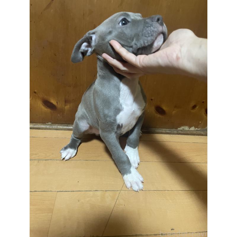 販売中の佐賀県のアメリカンピットブルテリア-450468の7枚目