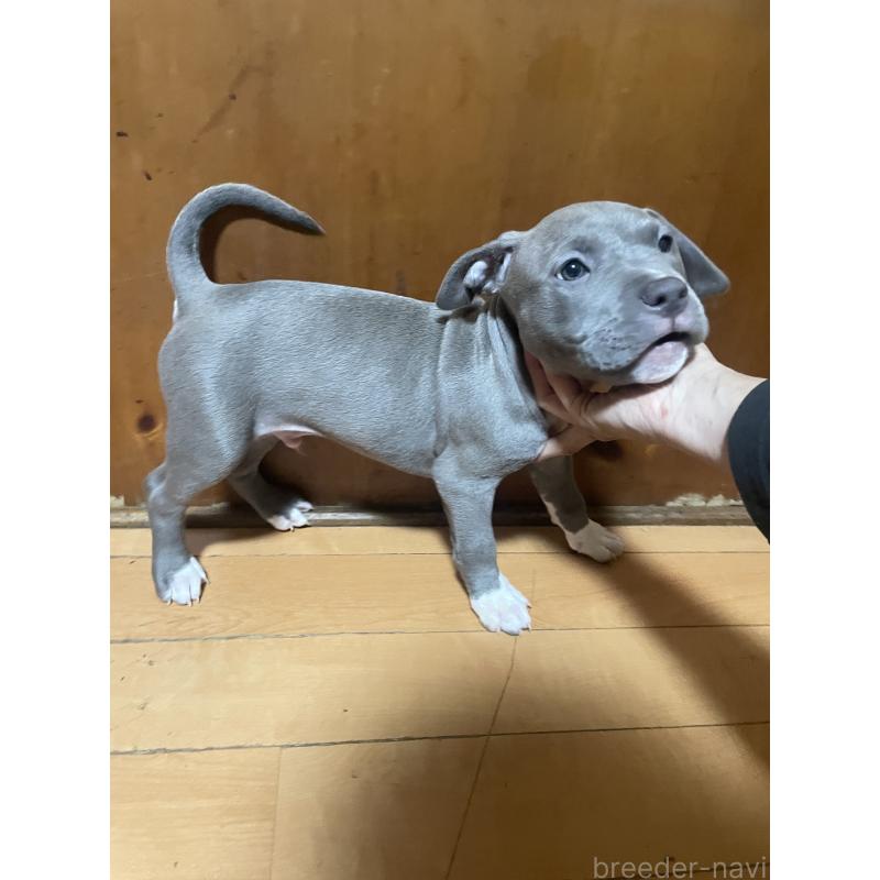 販売中の佐賀県のアメリカンピットブルテリア-450468の6枚目