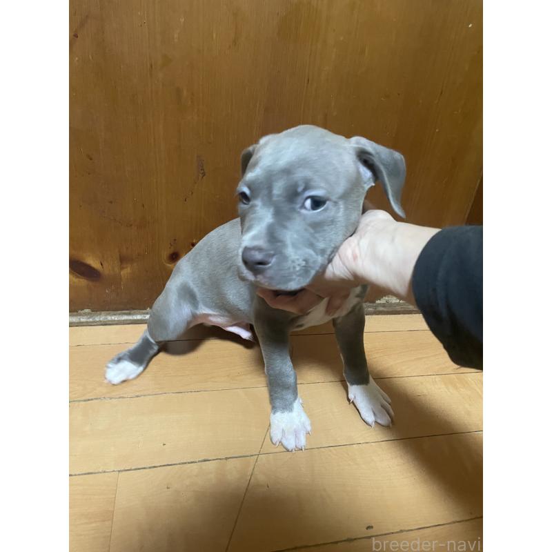 販売中の佐賀県のアメリカンピットブルテリア-450468の5枚目