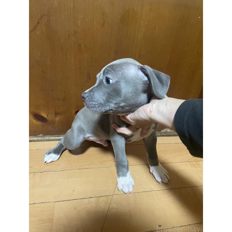 販売中の佐賀県のアメリカンピットブルテリア-450468の4枚目