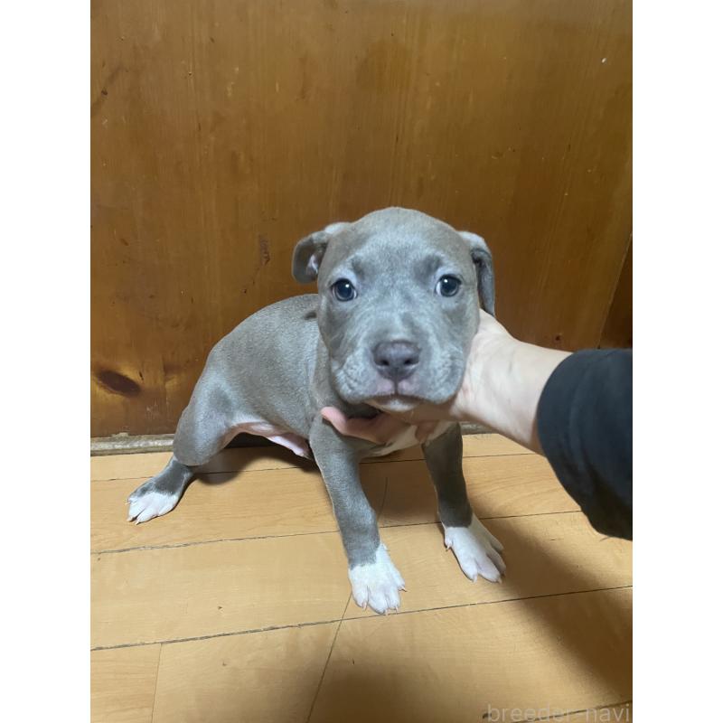 販売中の佐賀県のアメリカンピットブルテリア-450468の3枚目