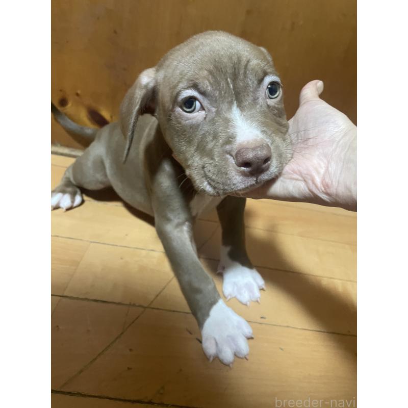 販売中の佐賀県のアメリカンピットブルテリア-450470の14枚目