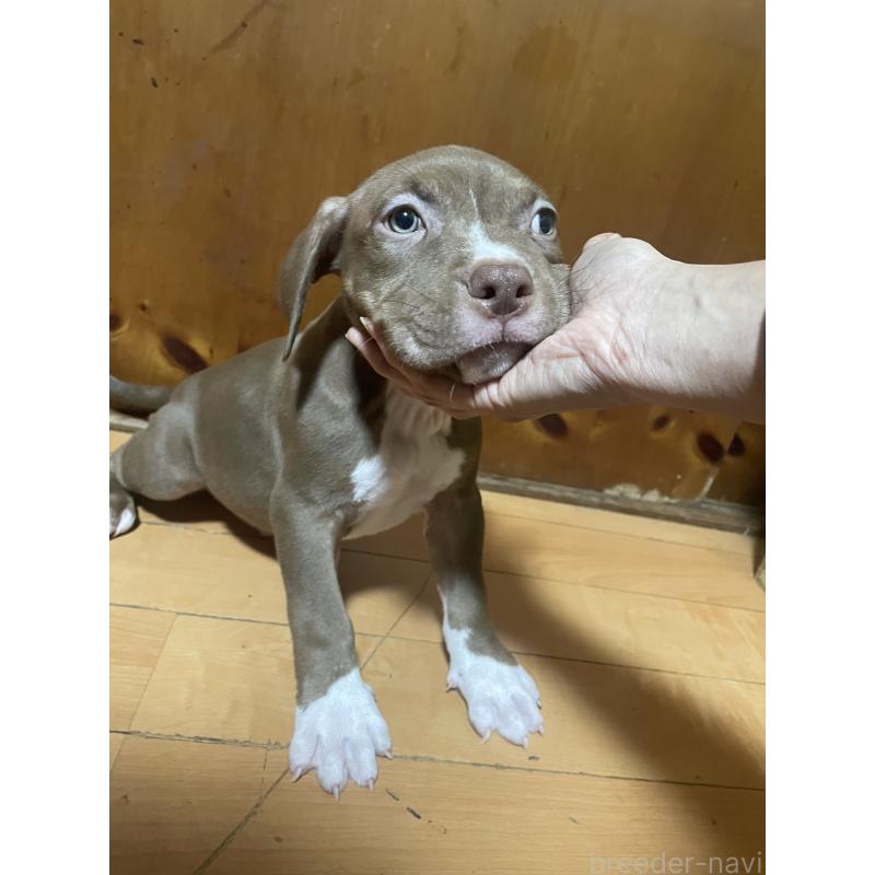 販売中の佐賀県のアメリカンピットブルテリア-450470の13枚目