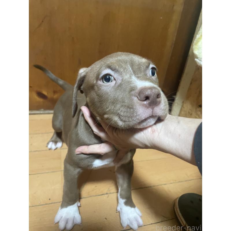販売中の佐賀県のアメリカンピットブルテリア-450470の12枚目