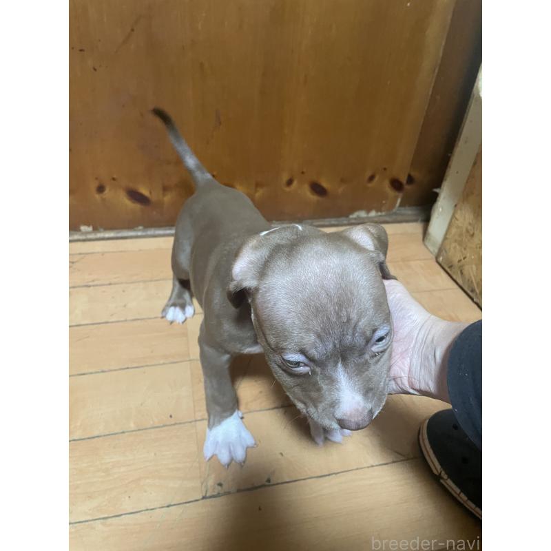 販売中の佐賀県のアメリカンピットブルテリア-450470の11枚目