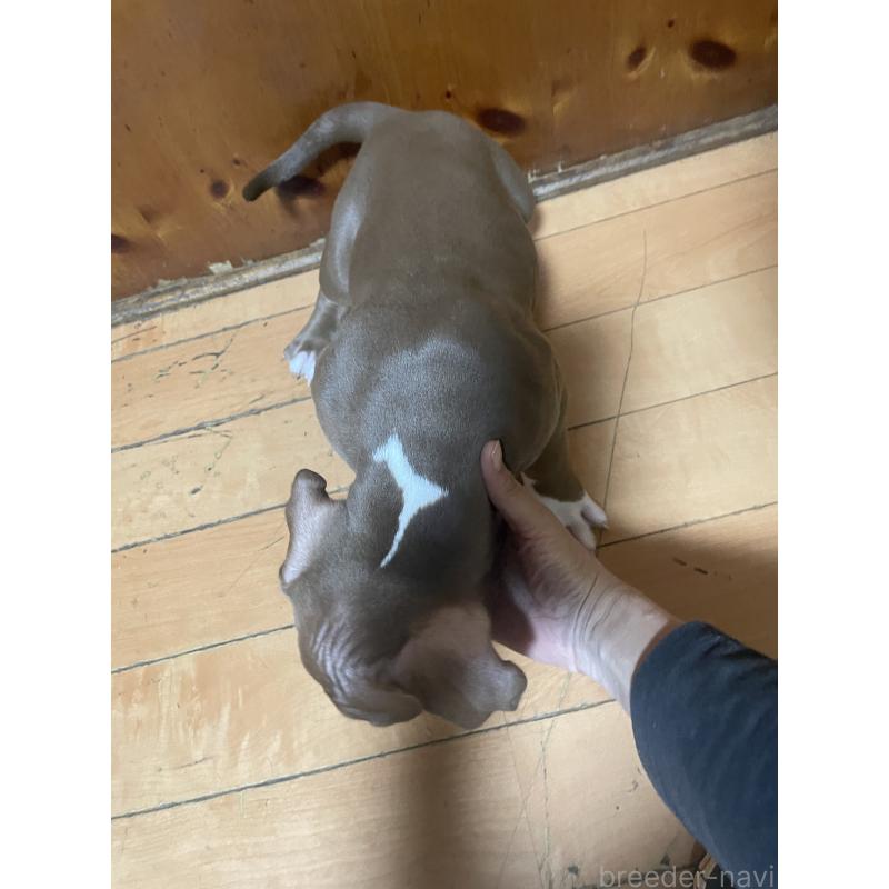 販売中の佐賀県のアメリカンピットブルテリア-450470の10枚目