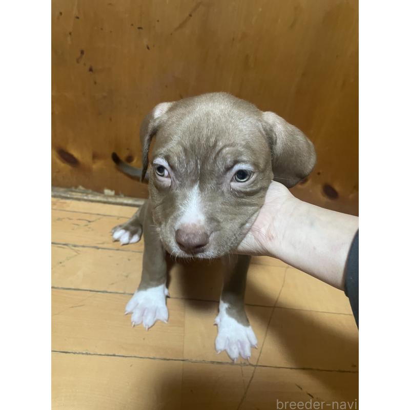 販売中の佐賀県のアメリカンピットブルテリア-450470の9枚目