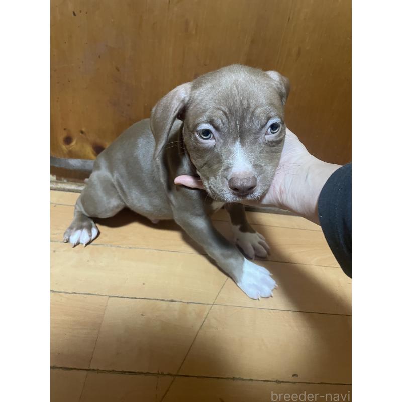 販売中の佐賀県のアメリカンピットブルテリア-450470の8枚目