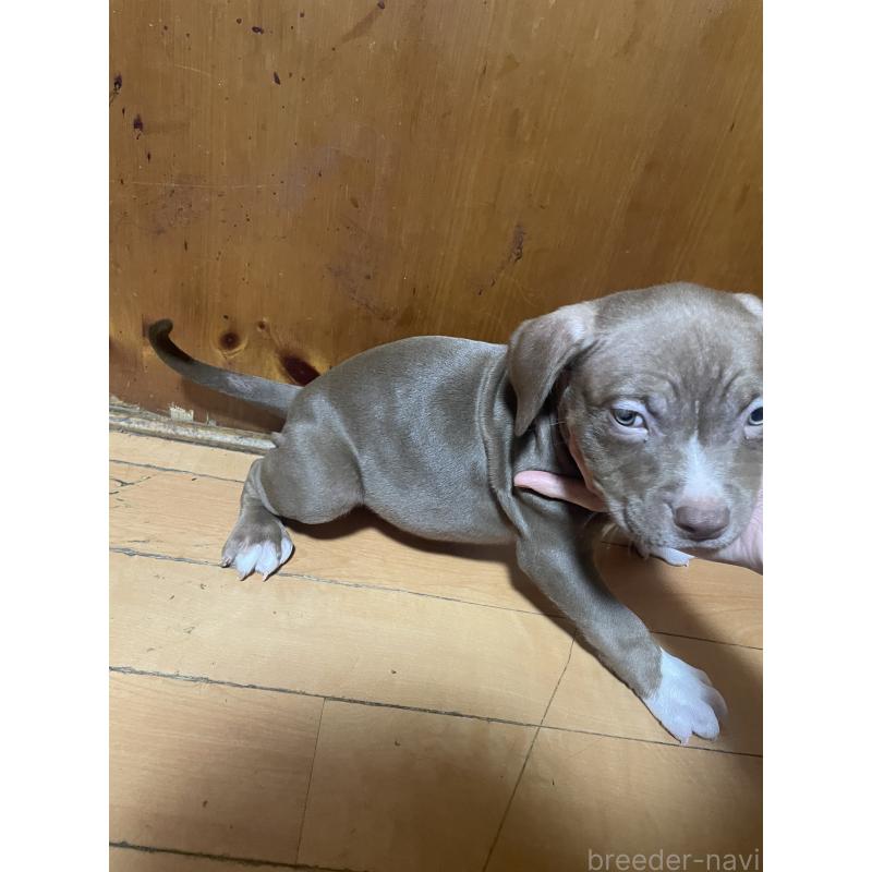 販売中の佐賀県のアメリカンピットブルテリア-450470の7枚目