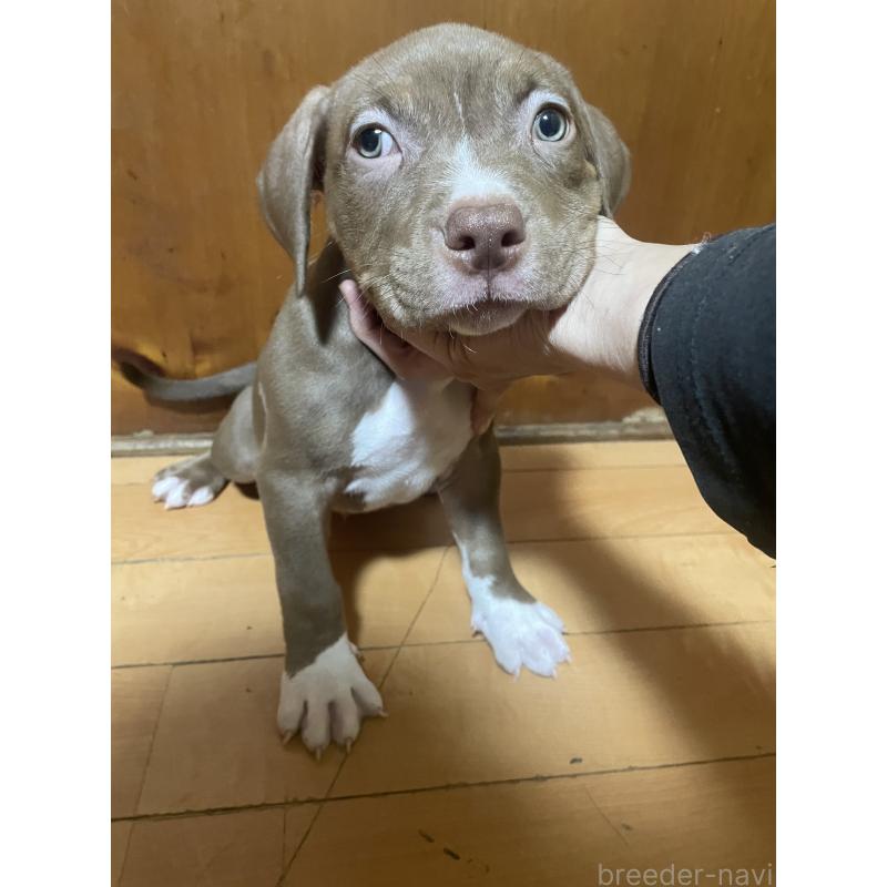 販売中の佐賀県のアメリカンピットブルテリア-450470の6枚目