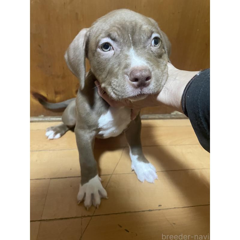 販売中の佐賀県のアメリカンピットブルテリア-450470の5枚目