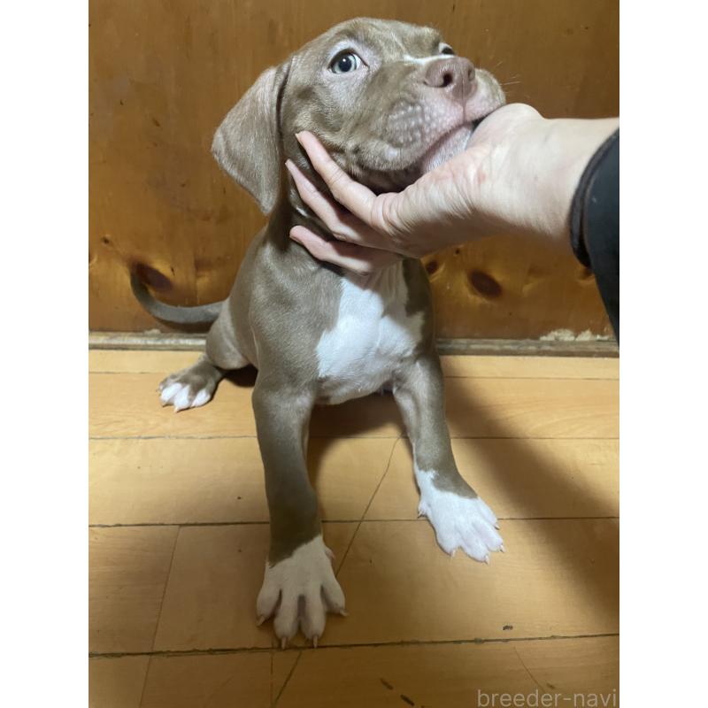 販売中の佐賀県のアメリカンピットブルテリア-450470の4枚目