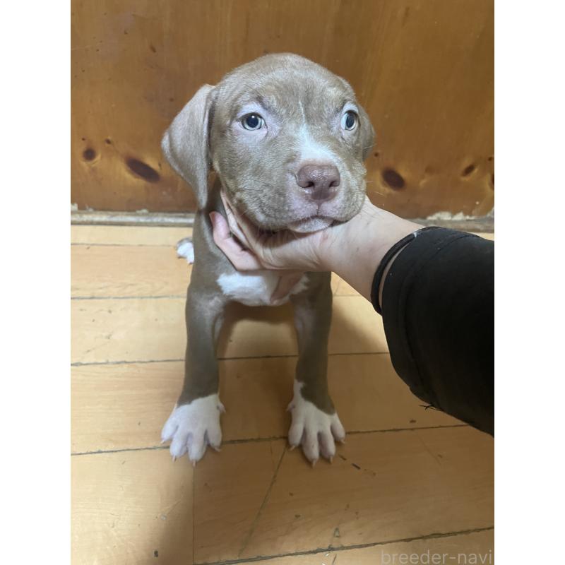 販売中の佐賀県のアメリカンピットブルテリア-450470の3枚目