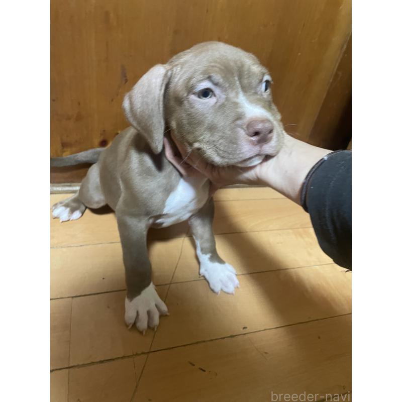 販売中の佐賀県のアメリカンピットブルテリア-450470の2枚目