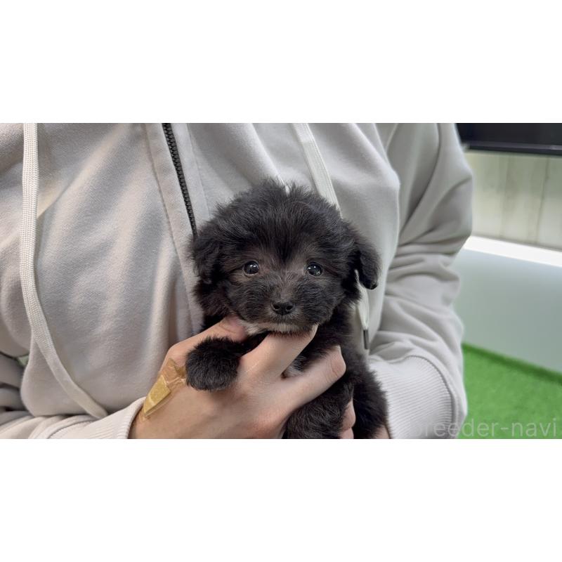 販売中の東京都のマルプー:マルチーズ×トイプードル-450469の7枚目