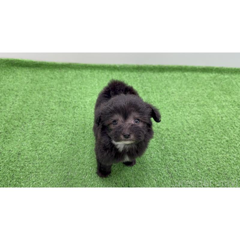 販売中の東京都のマルプー:マルチーズ×トイプードル-450469の6枚目