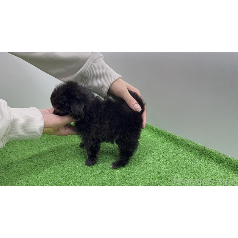 販売中の東京都のマルプー:マルチーズ×トイプードル-450469の4枚目