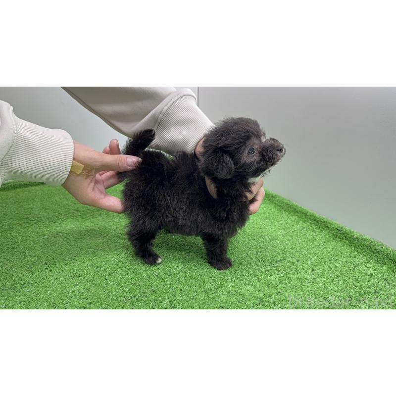 販売中の東京都のマルプー:マルチーズ×トイプードル-450469の3枚目