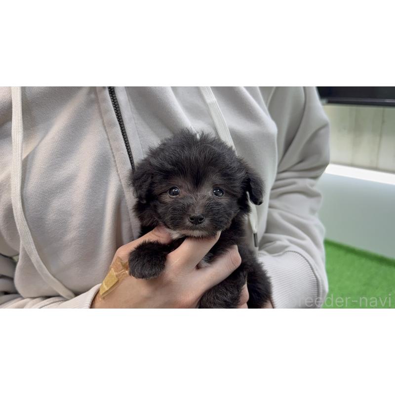 販売中の東京都のマルプー:マルチーズ×トイプードル-450469の2枚目