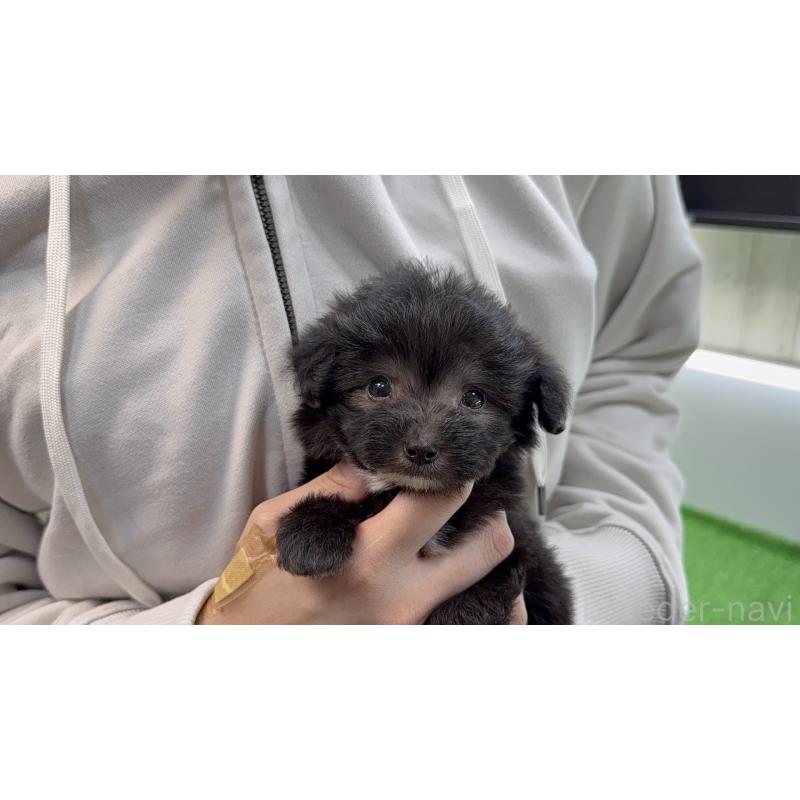 販売中の新潟県のマルプー:マルチーズ×トイプードル-450471の8枚目