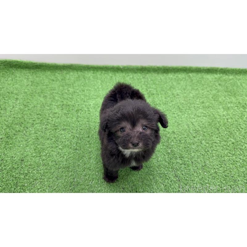 販売中の新潟県のマルプー:マルチーズ×トイプードル-450471の5枚目