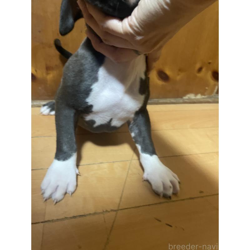 販売中の佐賀県のアメリカンピットブルテリア-450473の9枚目