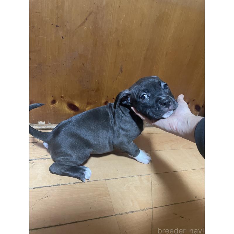 販売中の佐賀県のアメリカンピットブルテリア-450473の8枚目