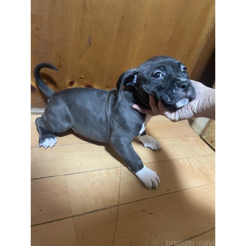 販売中の佐賀県のアメリカンピットブルテリア-450473の7枚目