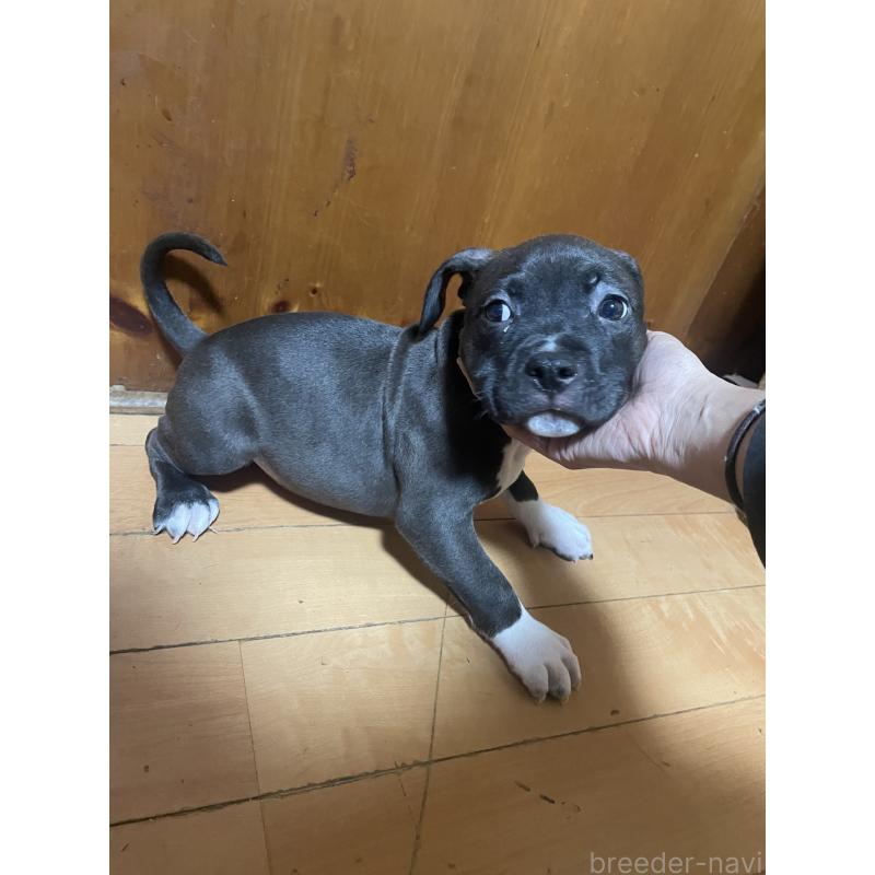 販売中の佐賀県のアメリカンピットブルテリア-450473の6枚目