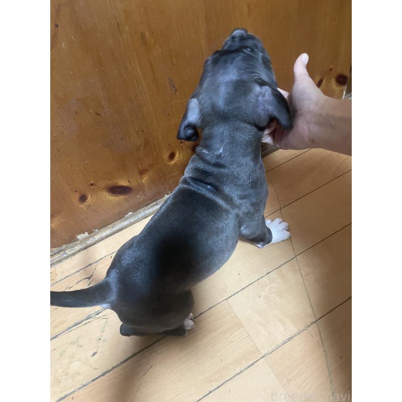 販売中の佐賀県のアメリカンピットブルテリア-450473の5枚目