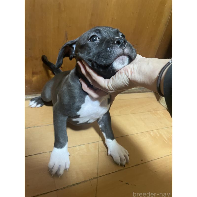 販売中の佐賀県のアメリカンピットブルテリア-450473の4枚目