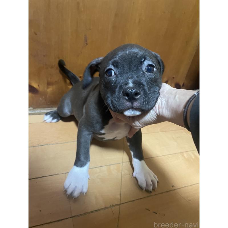 販売中の佐賀県のアメリカンピットブルテリア-450473の3枚目