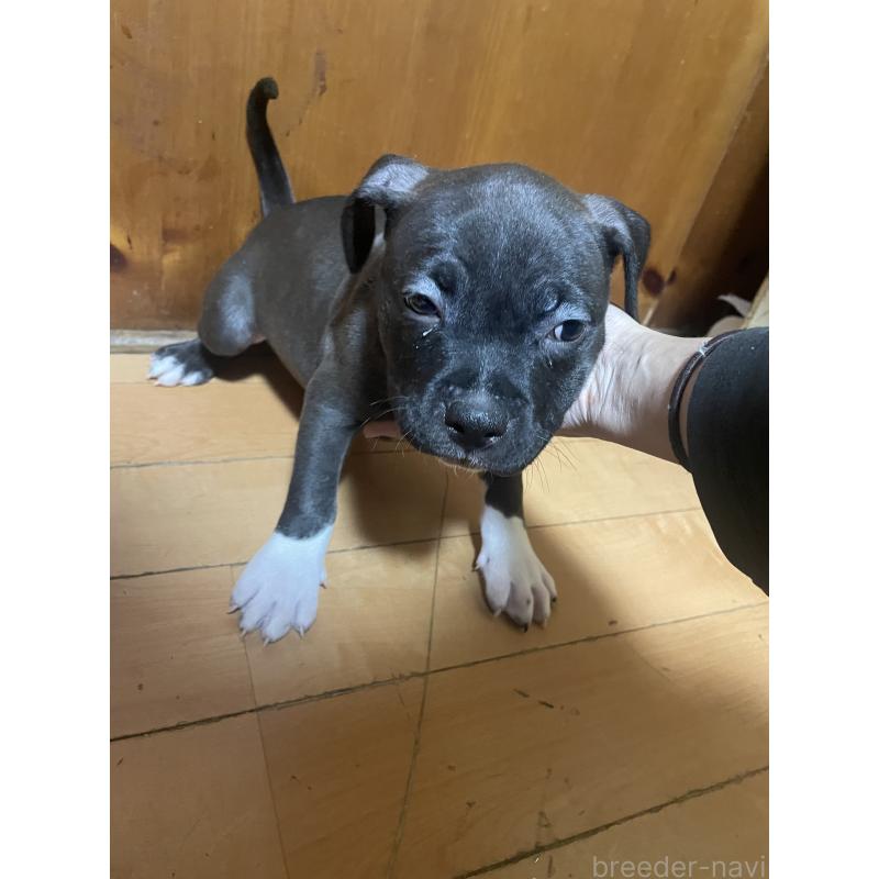 販売中の佐賀県のアメリカンピットブルテリア-450473の2枚目