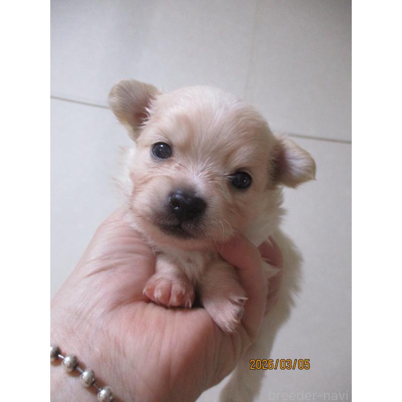 販売中の鳥取県のポメチワ:ポメラニアン×チワワ-450474の3枚目