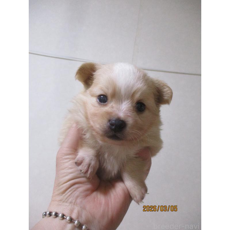 販売中の鳥取県のポメチワ:ポメラニアン×チワワ-450474の2枚目