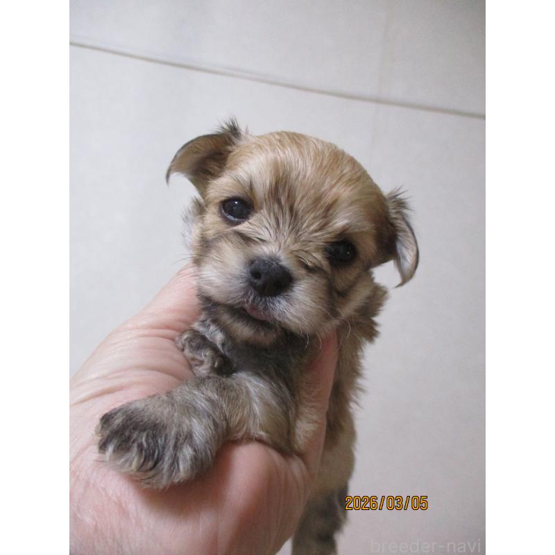 販売中の鳥取県のチワマル:チワワ×マルチーズ-450475の3枚目