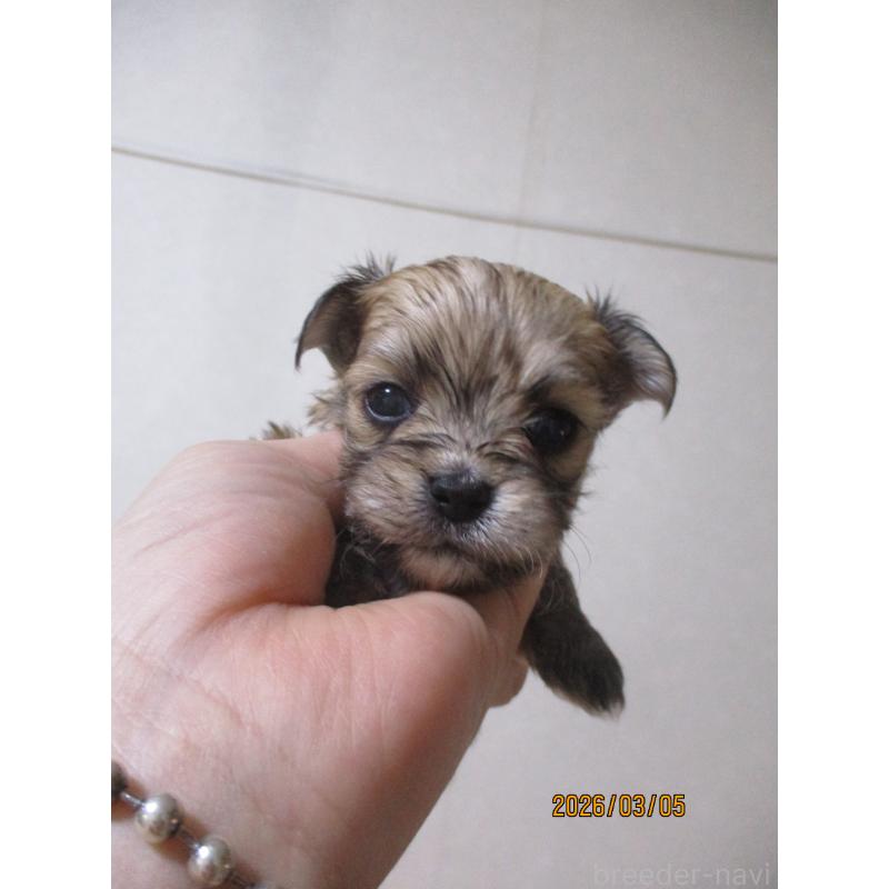 販売中の鳥取県のチワマル:チワワ×マルチーズ-450475の2枚目