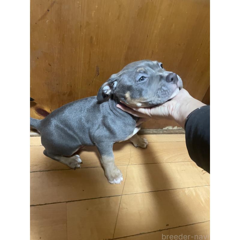 販売中の佐賀県のアメリカンピットブルテリア-450477の13枚目