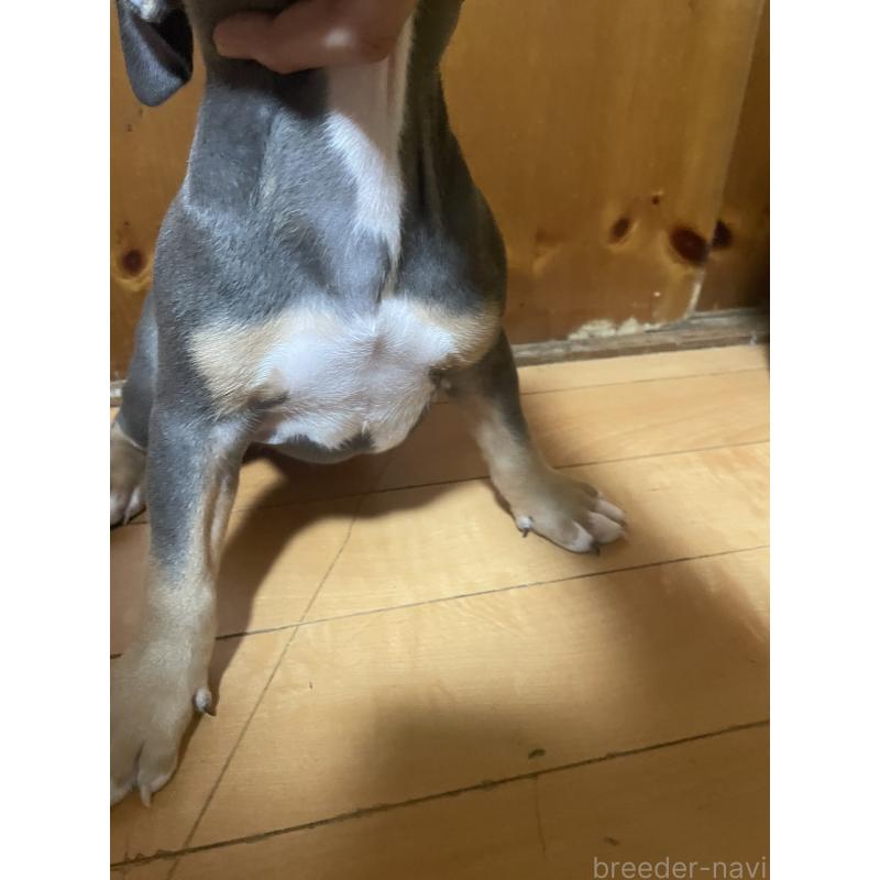 販売中の佐賀県のアメリカンピットブルテリア-450477の12枚目