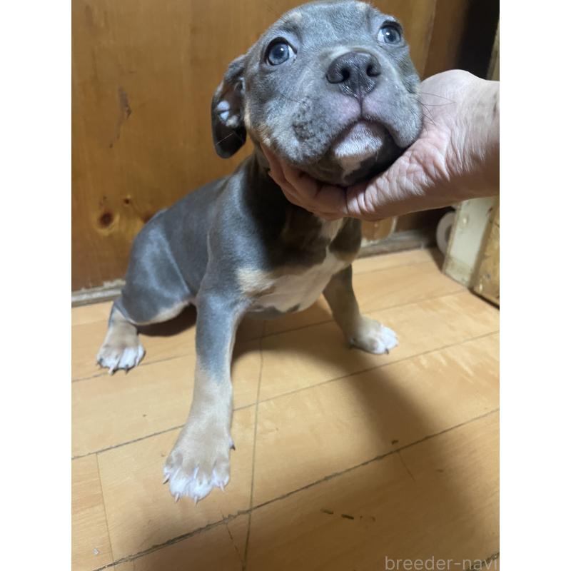 販売中の佐賀県のアメリカンピットブルテリア-450477の11枚目