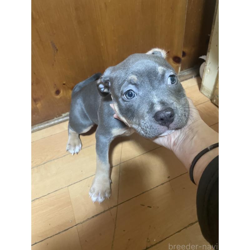 販売中の佐賀県のアメリカンピットブルテリア-450477の10枚目