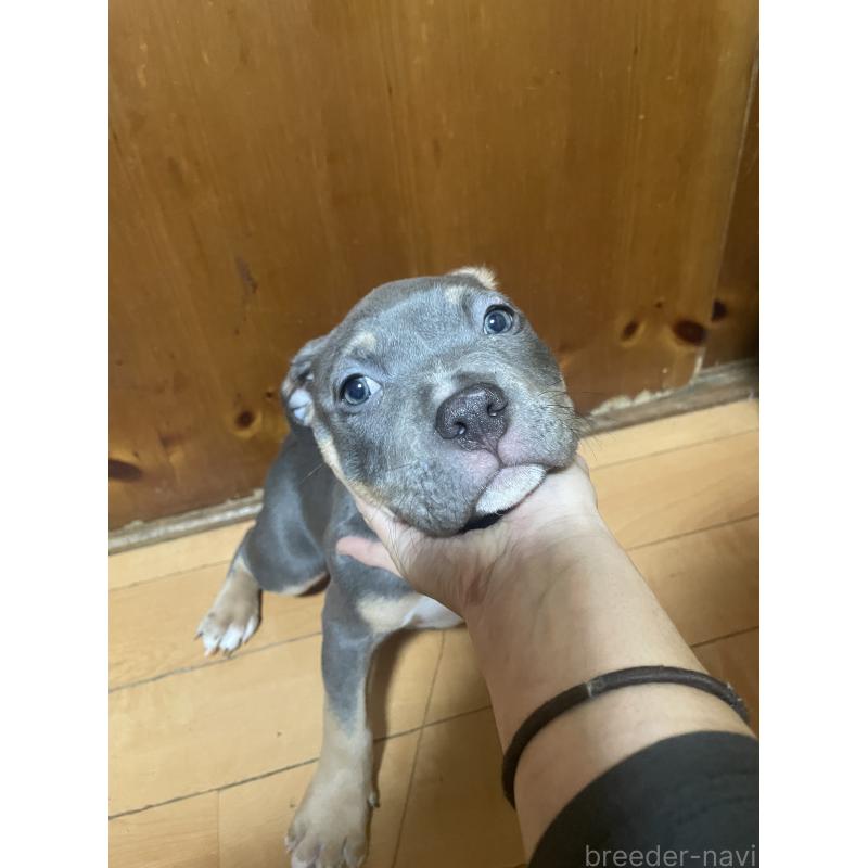 販売中の佐賀県のアメリカンピットブルテリア-450477の9枚目