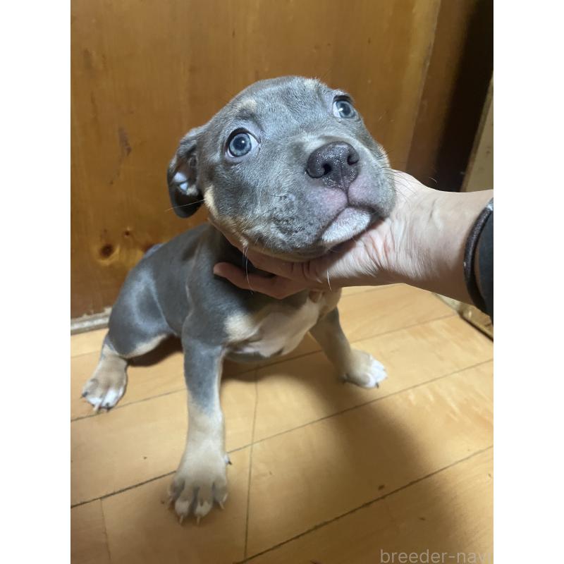 販売中の佐賀県のアメリカンピットブルテリア-450477の8枚目