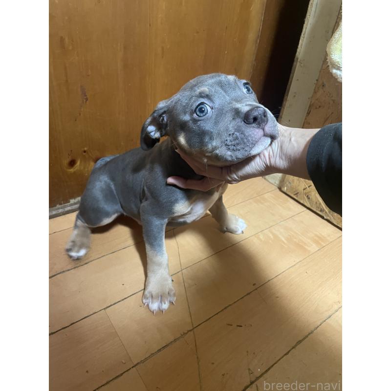 販売中の佐賀県のアメリカンピットブルテリア-450477の7枚目