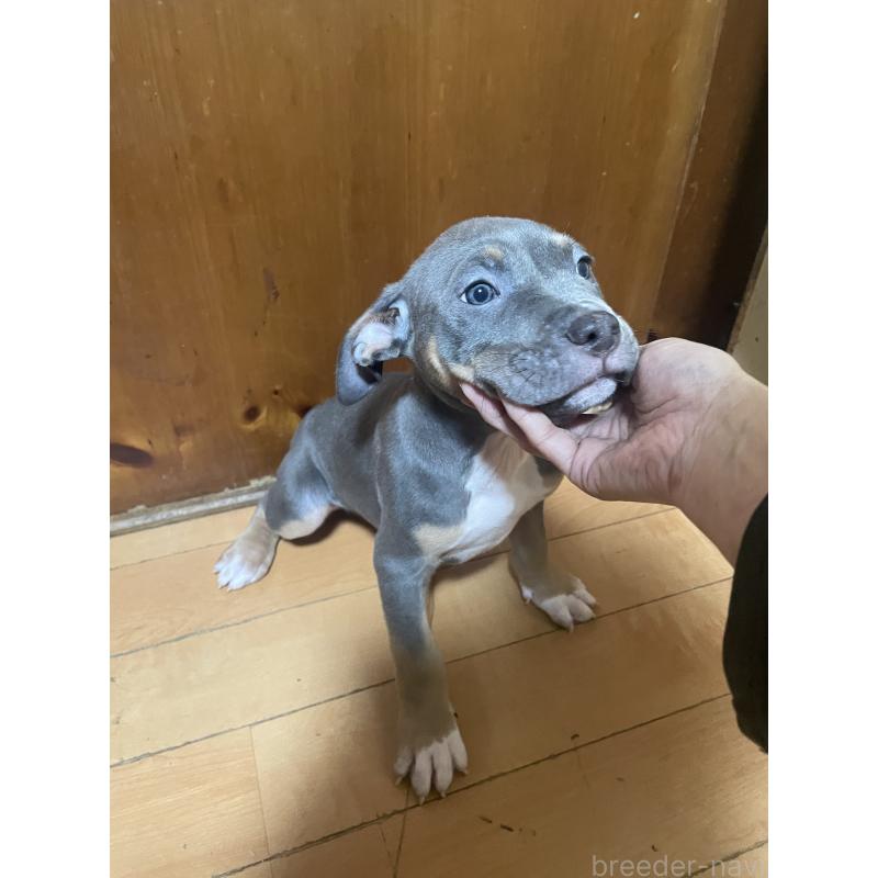 販売中の佐賀県のアメリカンピットブルテリア-450477の6枚目