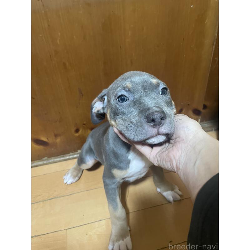 販売中の佐賀県のアメリカンピットブルテリア-450477の5枚目