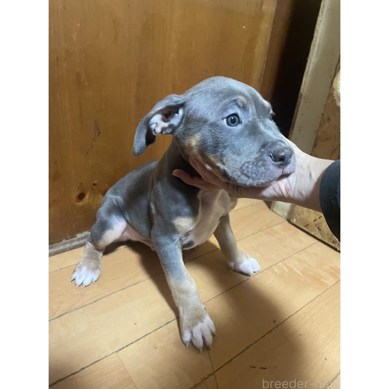 販売中の佐賀県のアメリカンピットブルテリア-450477の4枚目