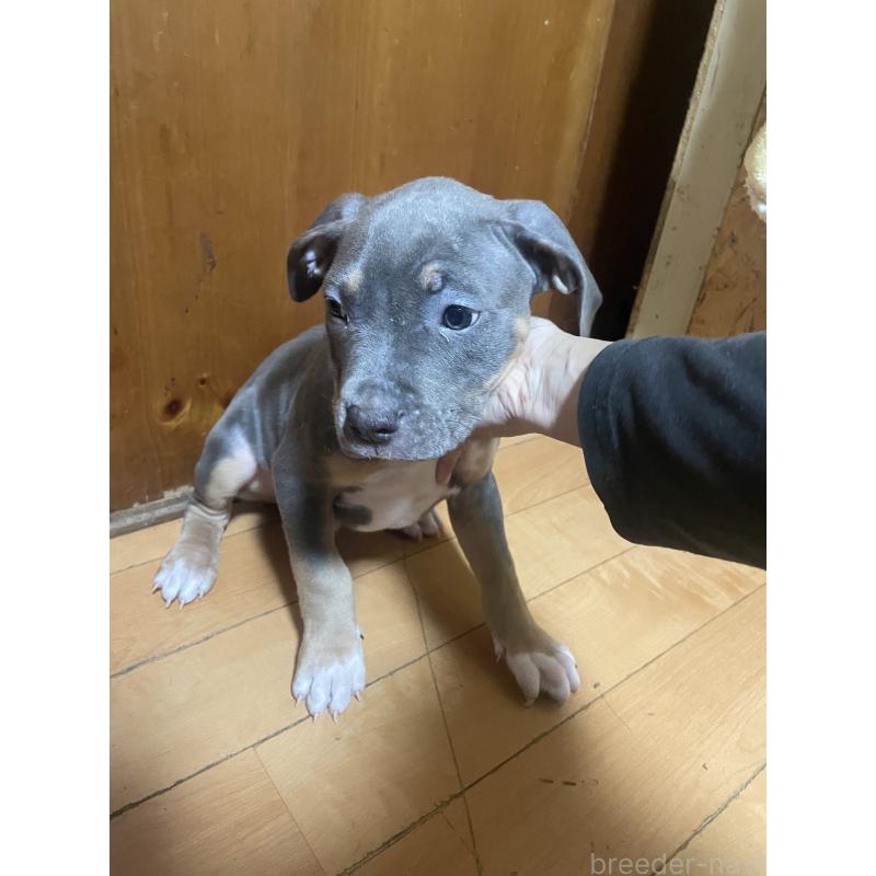 販売中の佐賀県のアメリカンピットブルテリア-450477の3枚目