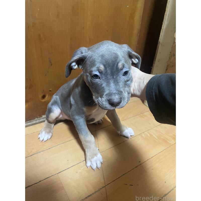 販売中の佐賀県のアメリカンピットブルテリア-450477の2枚目