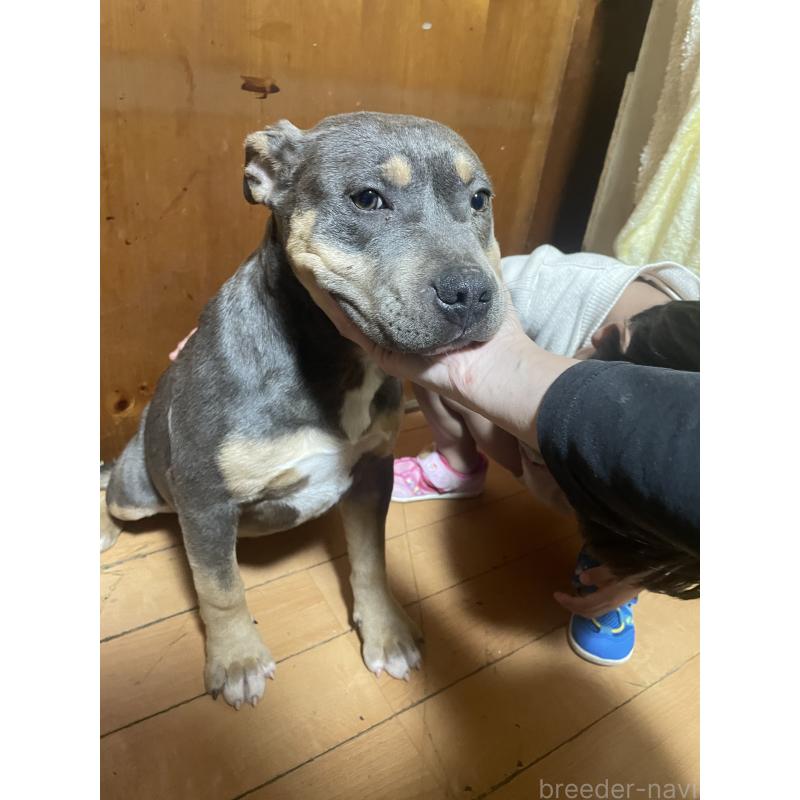 販売中の佐賀県のアメリカンピットブルテリア-450478の6枚目